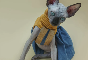 Sphynx cat for sale