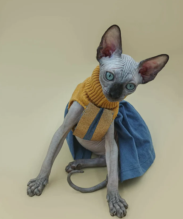 Sphynx cat for sale