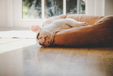 pet bed