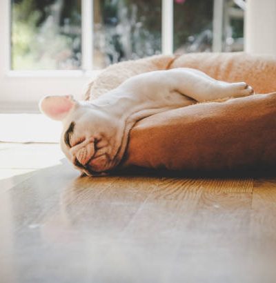 pet bed