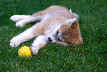 rubber balls for dogs