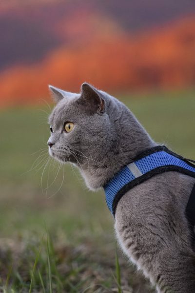 Love Harness, Pet Essentials, & Luxury Pet Accessories