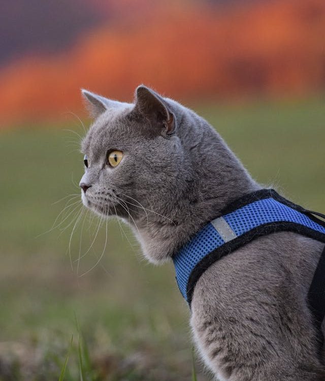 Love Harness, Pet Essentials, & Luxury Pet Accessories