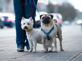 true love harness