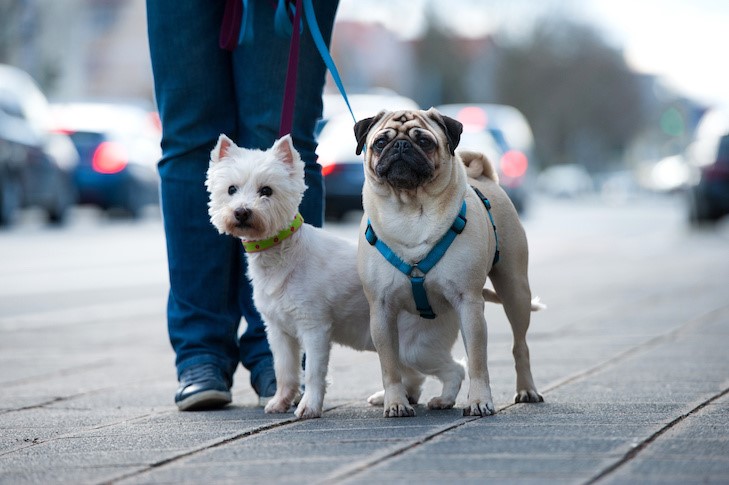 true love harness