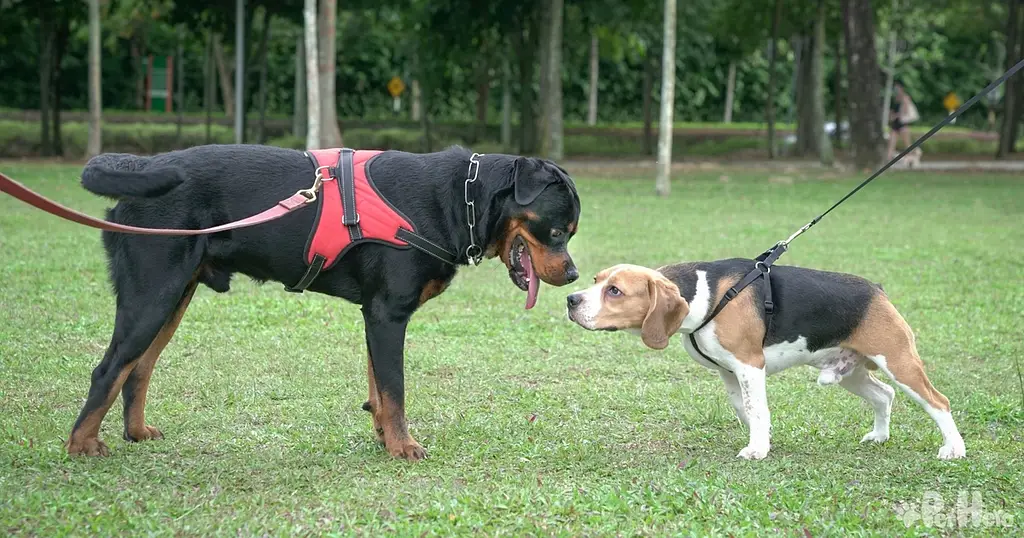 true love harness