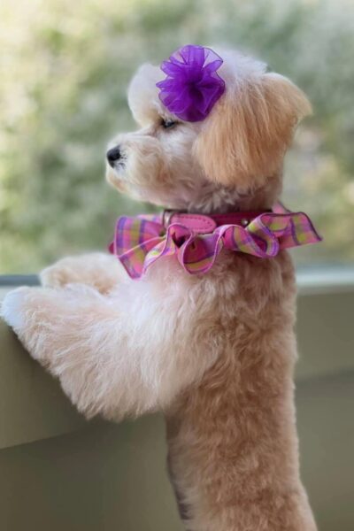 pets bows
