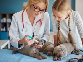 pet clinic