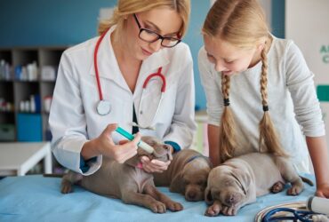 pet clinic