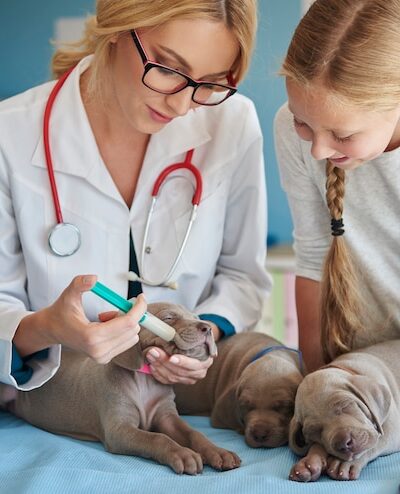 pet clinic