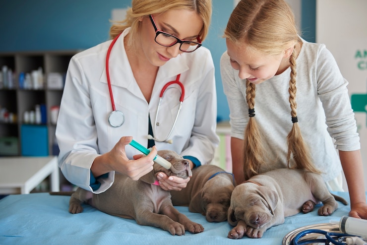 pet clinic