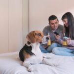 pet beds