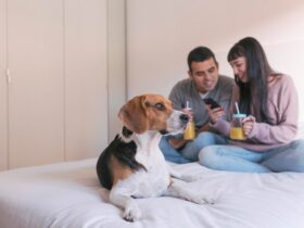 pet beds