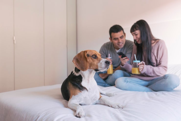 pet beds