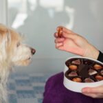 homemade dog treats