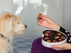 homemade dog treats