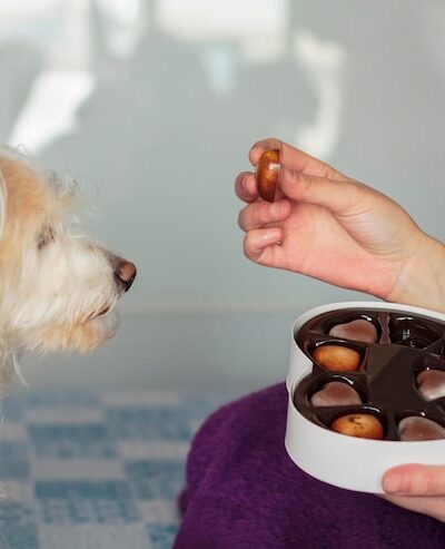 homemade dog treats