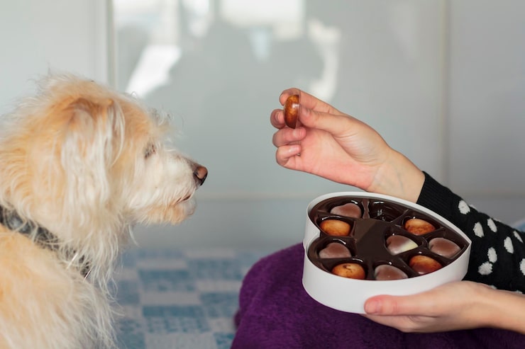 homemade dog treats