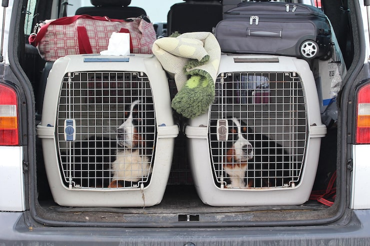 international pet transport
