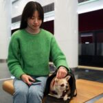 international pet transport