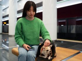 international pet transport