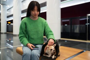 international pet transport