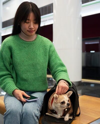 international pet transport