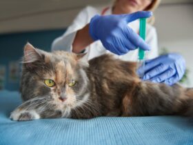 Flea treatment for cts