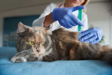 Flea treatment for cts