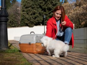 flight nanny service