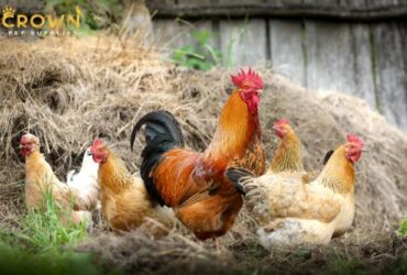 corid for chickens