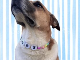custom dog collars