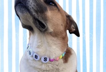 custom dog collars