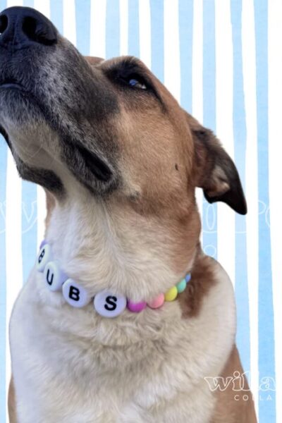 custom dog collars