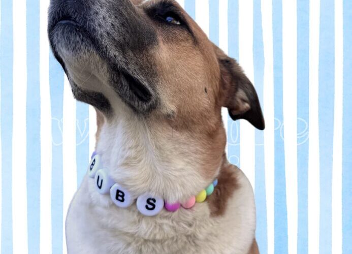 custom dog collars