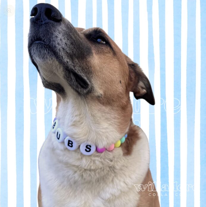 custom dog collars