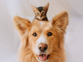 dog grooming in dubai