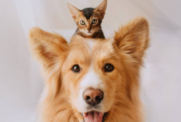 dog grooming in dubai