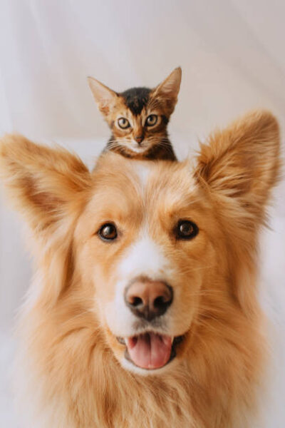 dog grooming in dubai