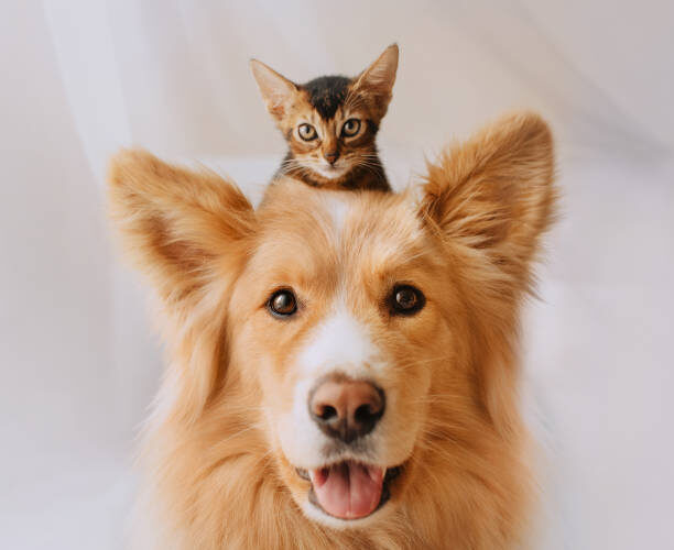 dog grooming in dubai