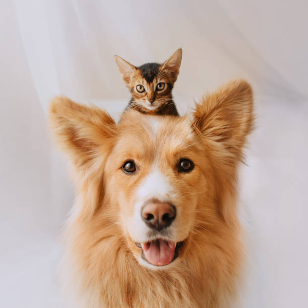 dog grooming in dubai