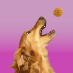 natural dog treats
