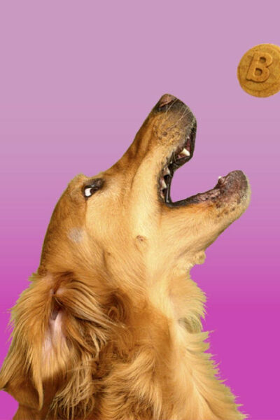 natural dog treats