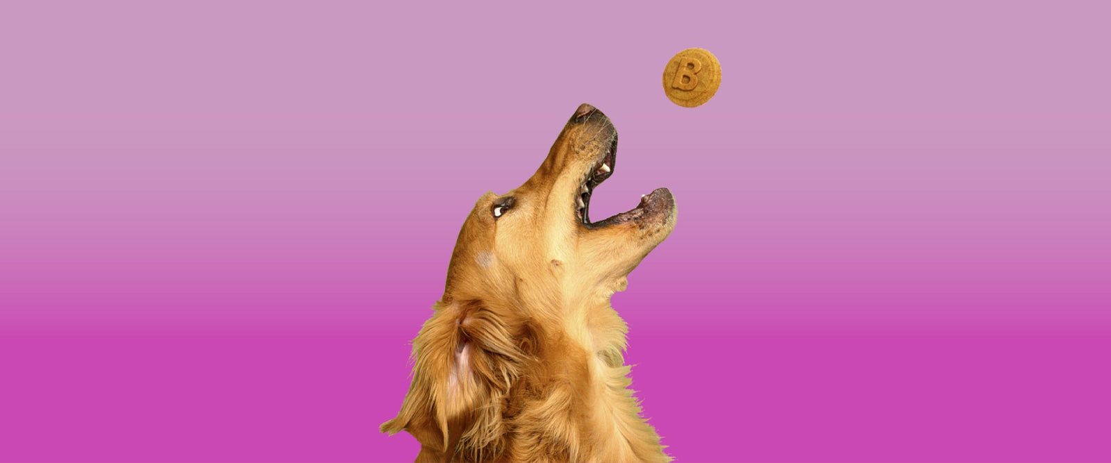 natural dog treats
