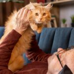 maine coon for sale