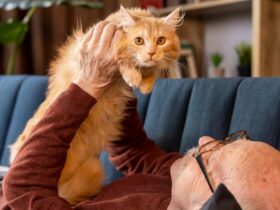 maine coon for sale