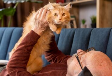 maine coon for sale