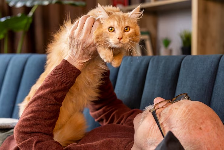 maine coon for sale