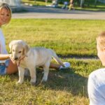 dog training