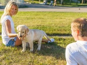 dog training